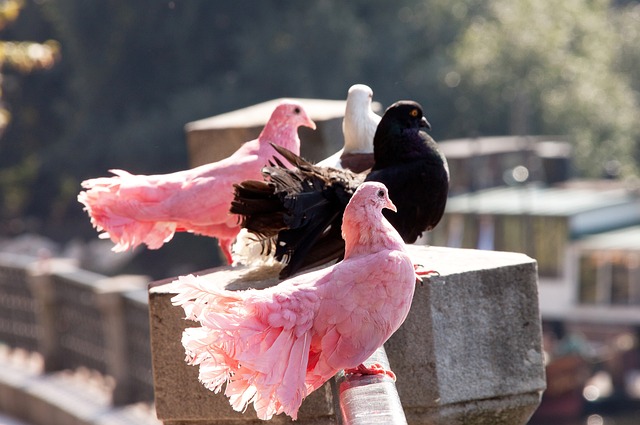与压迫力结 与压迫力结