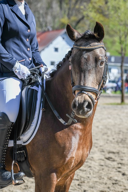 作为大马男 作为大马男