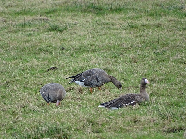 文化输出的 文化输出的