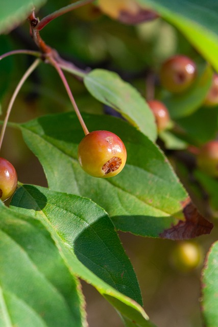 体协作的比 体协作的比